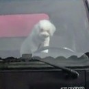 miniature pour Chien enfermé dans un camion klaxonne