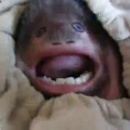 petit-singe-visage