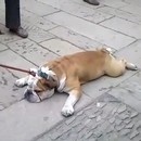 miniature pour Chien fainéant qui veut pas se promener