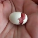 miniature pour Un bébé oiseau qui sort de sa coquille