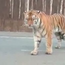miniature pour Tigre sur une route de Russie