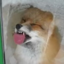 miniature pour Renard qui lèche une vitre