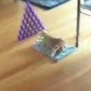miniature pour Les chats se mettent au bowling
