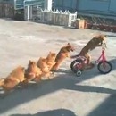 miniature pour 7 Chiens, 1 Vélo