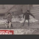miniature pour Ramasse la crotte de ton chien !
