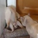 miniature pour Chat prend une pose Capoeira