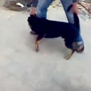 miniature pour Il jette un chien du toit