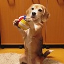 chien-attrape-balle-pattes