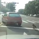 miniature pour Choc : Il traine son chien en voiture