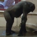 gorille-breakdance