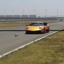 ecureuil-passe-sous-lamborghini