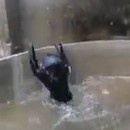 miniature pour Un chat qui aime sauter dans l'eau