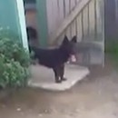 chien-porte