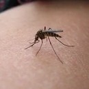 miniature pour Il se fait sucer par 2 moustiques