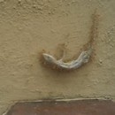 miniature pour Des fourmis qui soulèvent un lézard mort