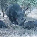 miniature pour Rhinocéros vs Phacochère