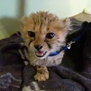 miniature pour Un bébé guépard qui miaule