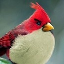 miniature pour Les oiseaux d'Angry Birds en vrai