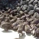 comment-nourir-100-singes
