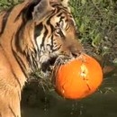 miniature pour Les lions et les tigres aiment aussi les citrouilles