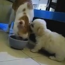 miniature pour Les animaux, c'est des connards
