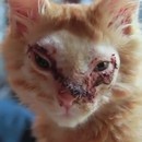 miniature pour Le chat sans visage