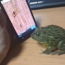 miniature pour Un crapaud qui joue à Ant Crusher