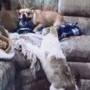 miniature pour Un chien qui a une grande gueule