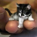 miniature pour Comment le chat voit les choses