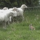 miniature pour Le lapin berger