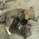 miniature pour Un bébé ours et un bébé loup qui jouent ensemble