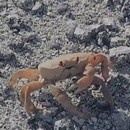 miniature pour Le crabe qui s'ampute la pince