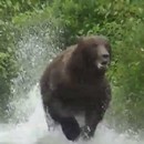 miniature pour Un grizzly qui charge des photographes