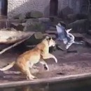 miniature pour Au zoo, c'est l'heure du gouter pour les lions