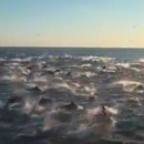 miniature pour Banc de dauphins à Dana Point
