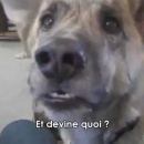 faire-parler-chien