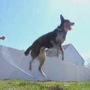 chien-saute-corde