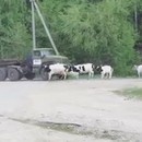 camion-ecrase-troupeau-vaches