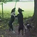 miniature pour Trois chiens mordent une même corde