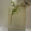 miniature pour Un ver parasite qui sort du cul d'une sauterelle