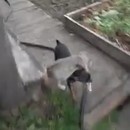 miniature pour Un chien qui ramène le chat à la maison