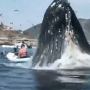 miniature pour Une baleine à bosse surprend des kayakistes
