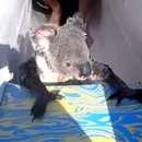 koala-kayak