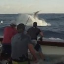 miniature pour Un marlin noir saute dans un bateau de pêche