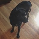 miniature pour Le chien qui fait système d'alarme