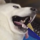 miniature pour Un chien sous anésthésie essaie de communiquer