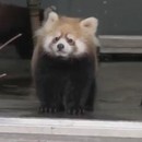 panda-roux-surpris