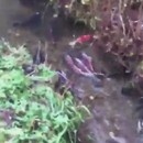 miniature pour Du saumon dans un fossé de drainage