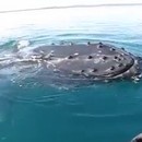 miniature pour Un père et sa fille en canoé croisent une baleine
