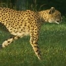 miniature pour Course d'un guépard au ralenti
